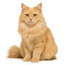 pet-food